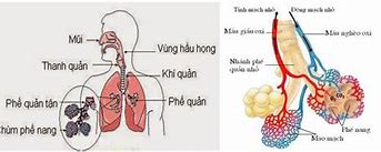 Sơ Đồ Hệ Hô Hấp Ở Người